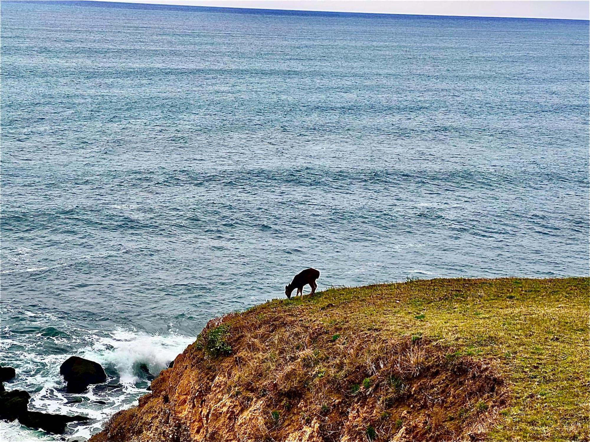 Inn Of The Lost Coast Shelter Cove Екстериор снимка